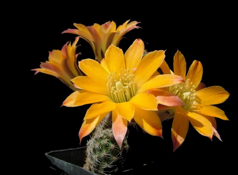 Rebutia rutiliflora FR1113