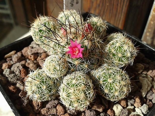 Mammillaria vetula ssp. gracilis cv. antje 