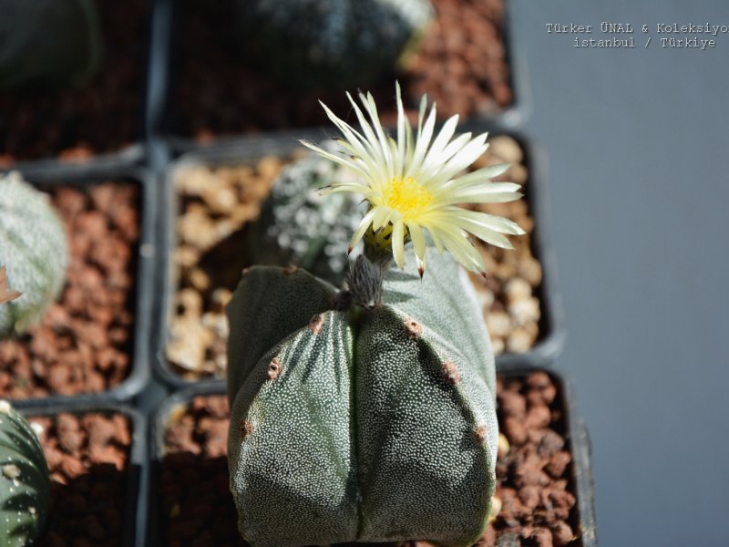 Astrophytum myriostigma f. quadricostatum 