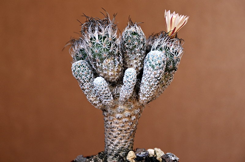 Turbinicarpus krainzianus v. minimus 