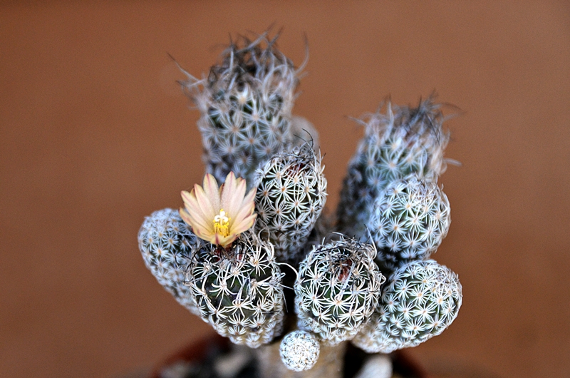 Turbinicarpus krainzianus v. minimus 