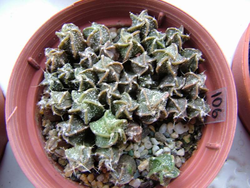 astrophytum capricorne cv. crassispinoides