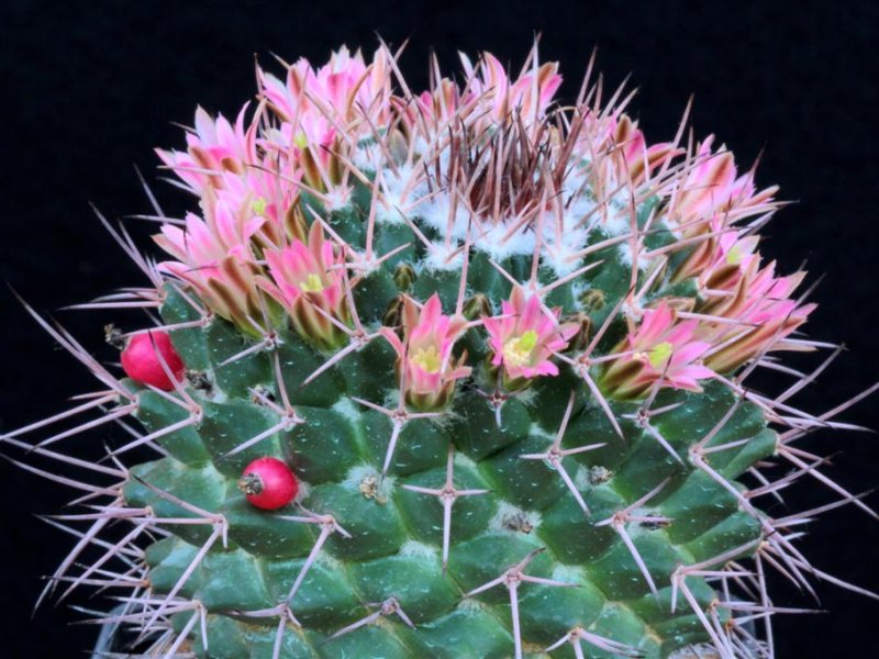 Mammillaria carnea Z 215