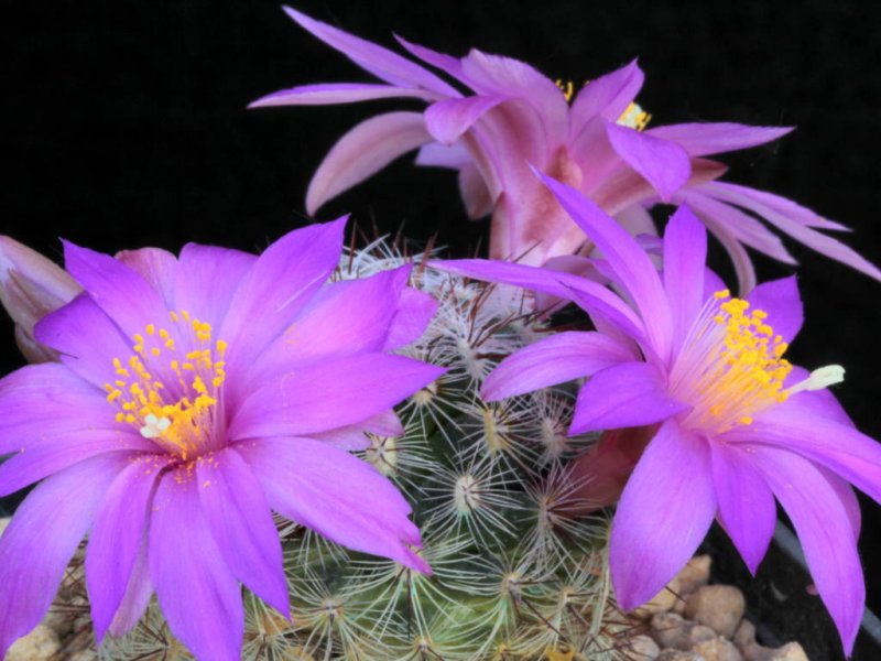 Mammillaria deherdtiana ssp. dodsonii 