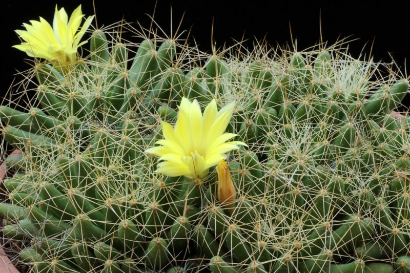 Mammillaria longimamma 