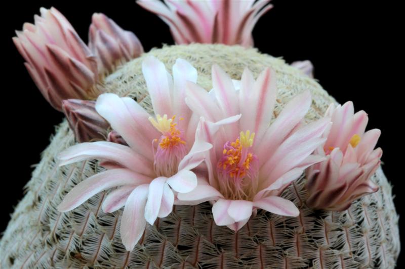 Mammillaria pectinifera 