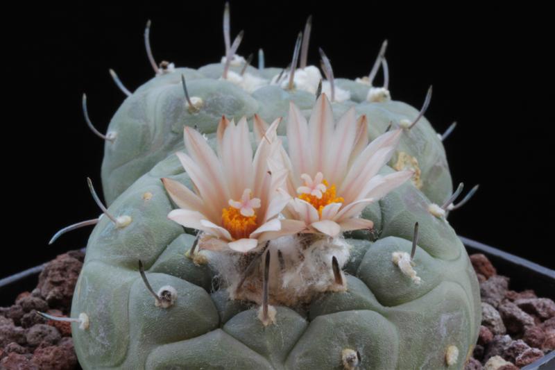 Turbinicarpus jauernigii 