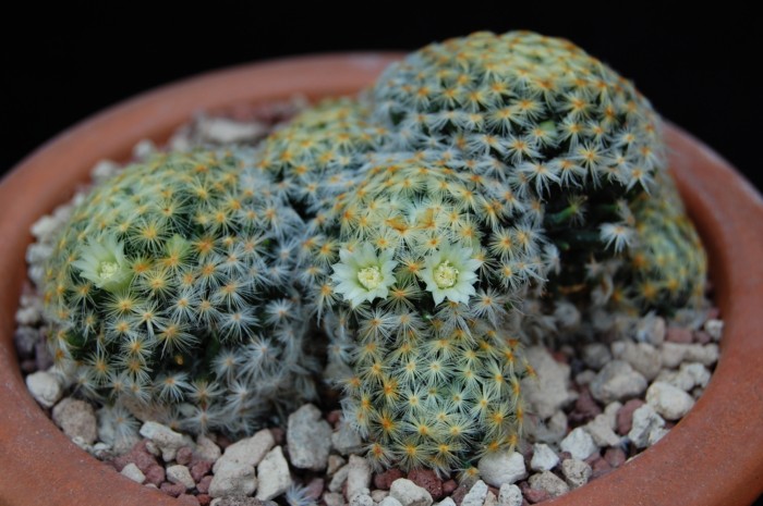 Mammillaria schiedeana 