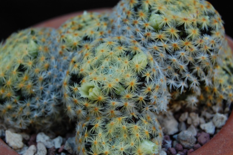 Mammillaria schiedeana 