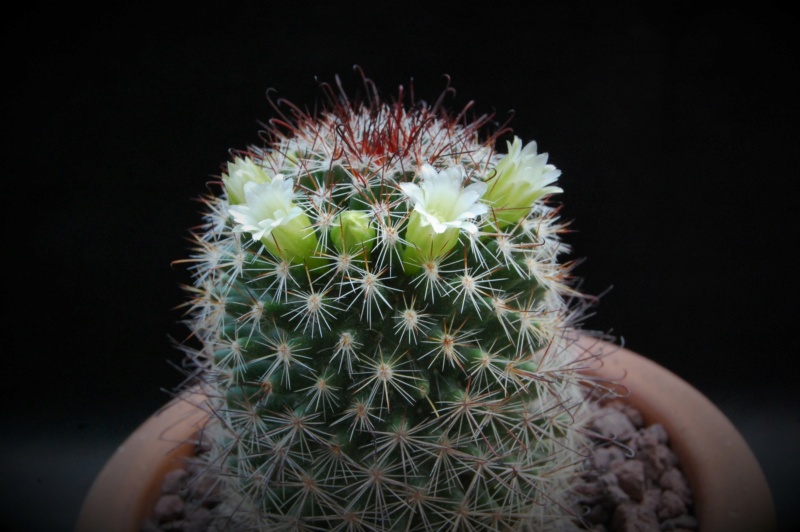 Mammillaria duoformis f. tenango del valle 