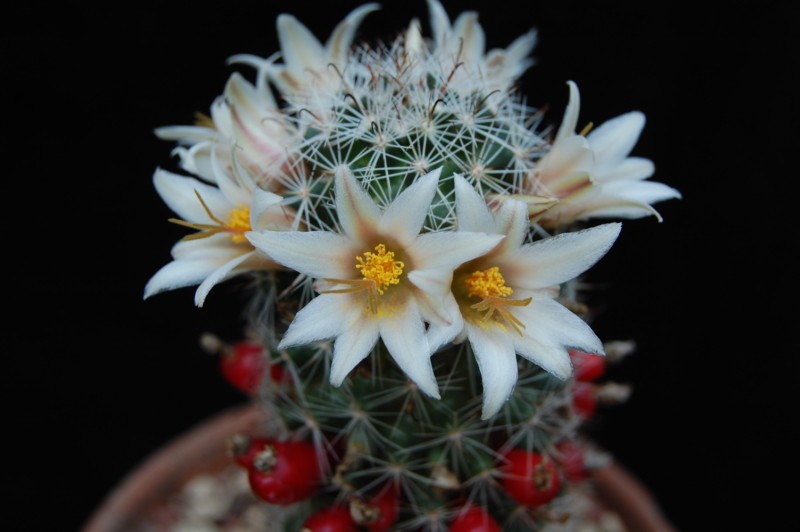 Mammillaria bullardiana 