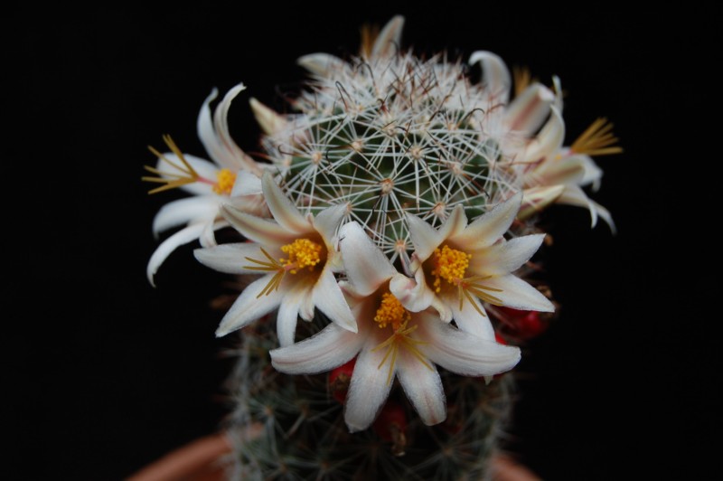 Mammillaria bullardiana 