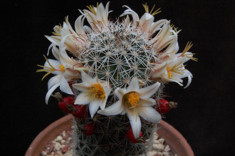 Mammillaria bullardiana 