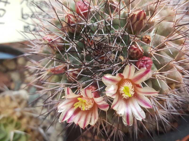 Mammillaria bocensis 