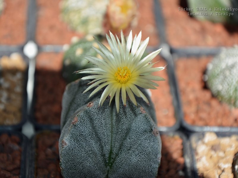 Astrophytum myriostigma f. quadricostatum 