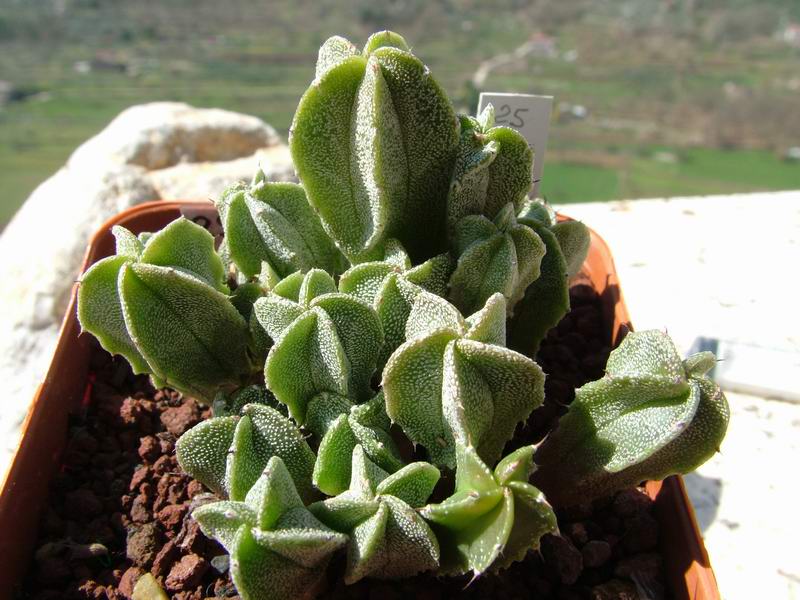 Astrophytum myriostigma 