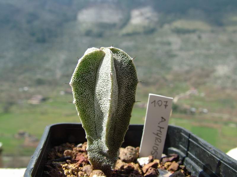 Astrophytum myriostigma v. columnare 