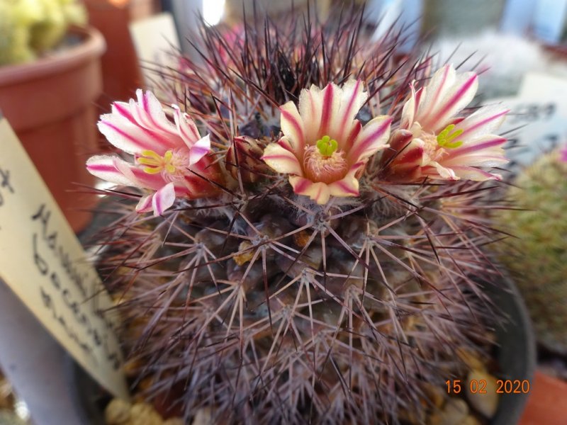 Mammillaria bocensis 