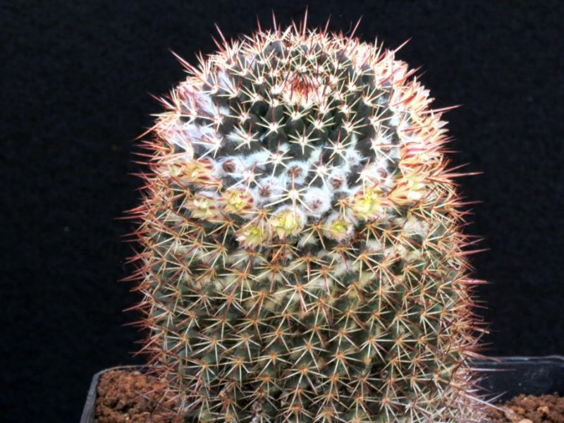 Mammillaria karwinskiana ssp. collinsii 