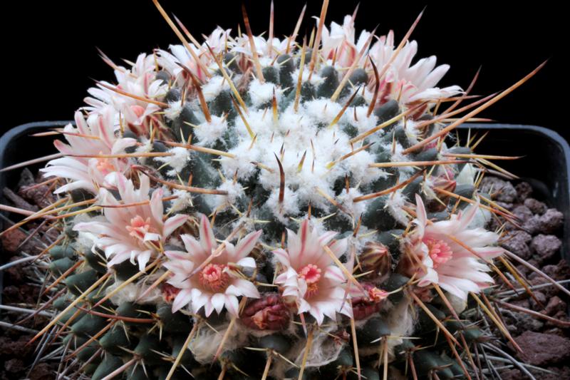 Mammillaria rioverdense REP 1123