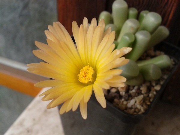 Fenestraria rhopalophylla ssp. aurantiaca 