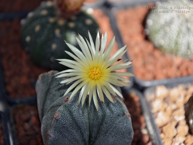 Astrophytum myriostigma f. quadricostatum 