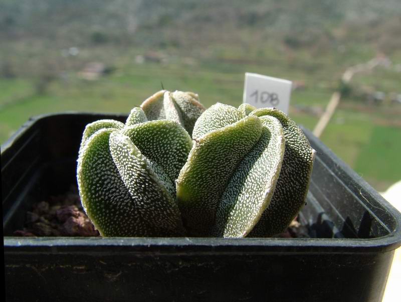 Astrophytum myriostigma 