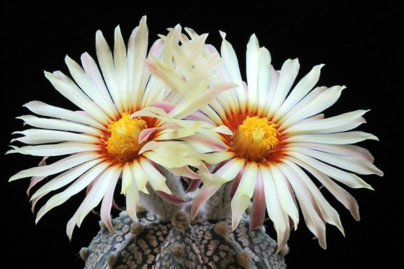 Astrophytum asterias cv. super kabuto 