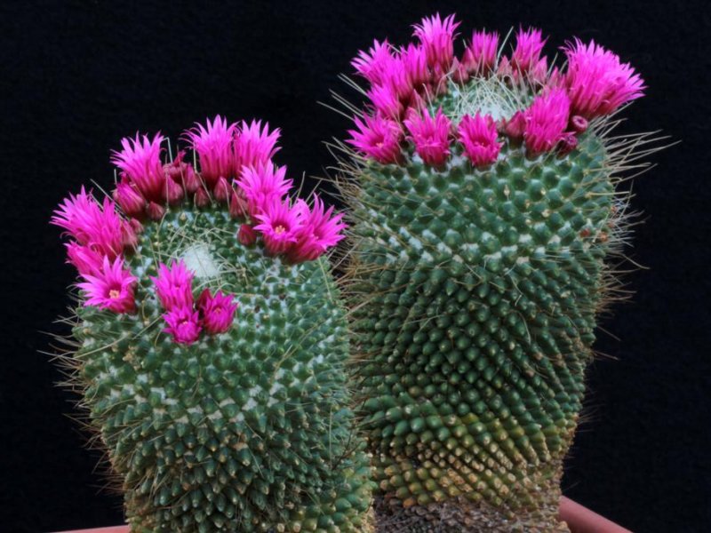 Mammillaria polythele cv. un pico 