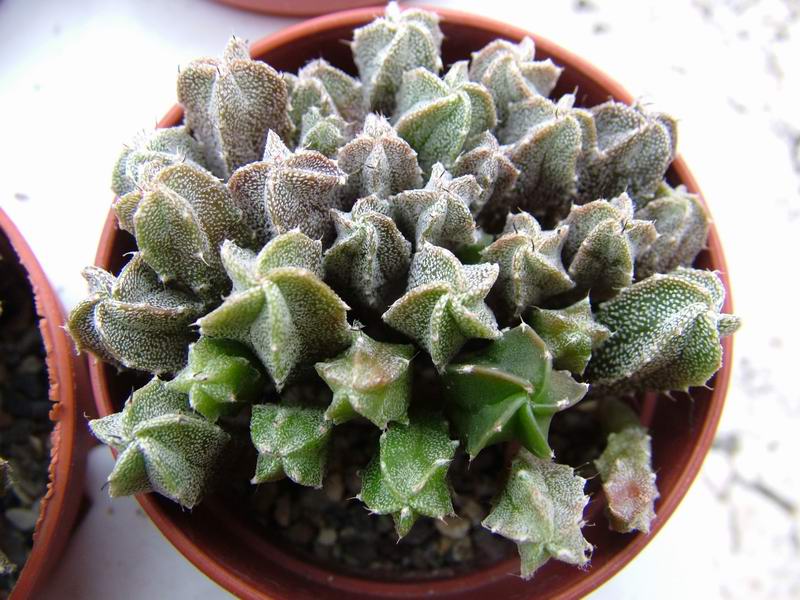 Astrophytum myriostigma v. juamavense 