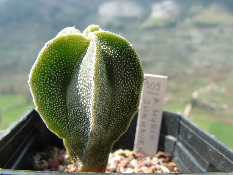 Astrophytum myriostigma v. juamavense 