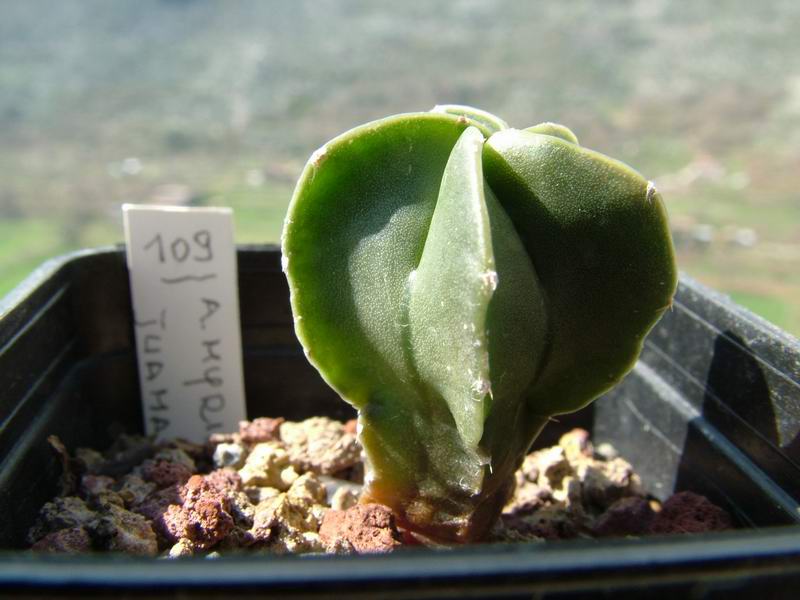 Astrophytum myriostigma v. juamavense 