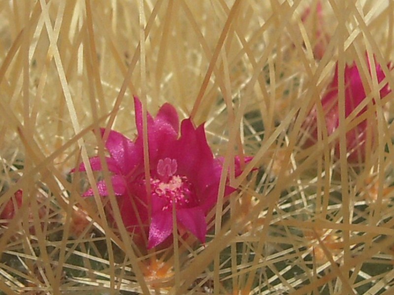 Mammillaria rhodantha ssp. pringlei 