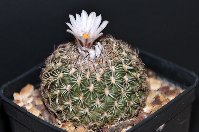 Turbinicarpus ysabelae 