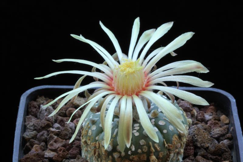 Astrophytum asterias cv. super kabuto 