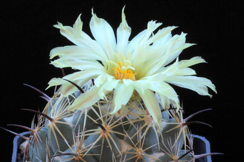 Coryphantha pallida ssp. calipensis 