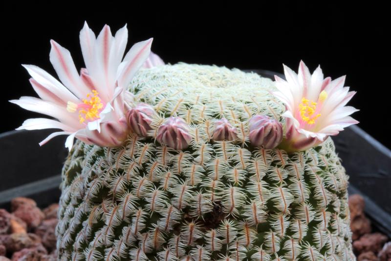 Mammillaria pectinifera 