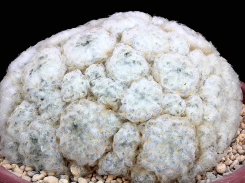 Mammillaria plumosa 