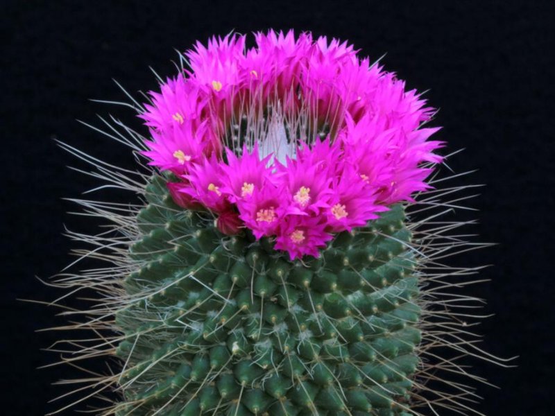 Mammillaria polythele cv. un pico 