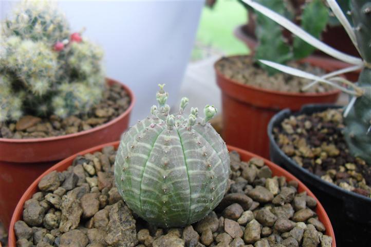 Euphorbia obesa 