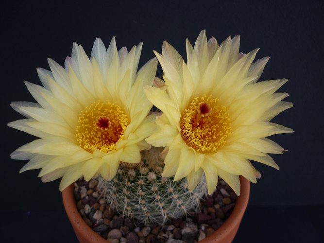 Notocactus concinnus v. apricus 