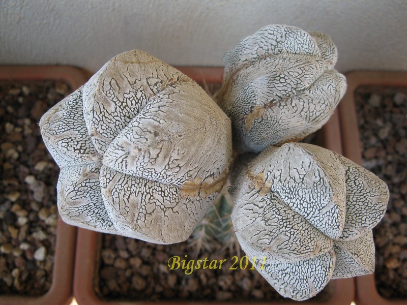 Astrophytum myriostigma cv. onzuka 