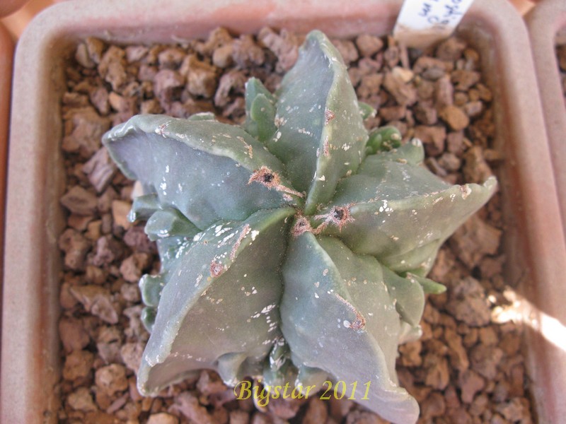 Astrophytum myriostigma cv. fukuryu hakuun 