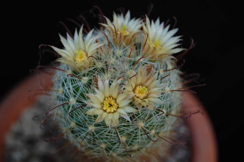 Mammillaria morricalii SB 188