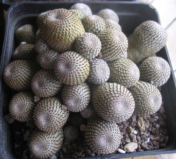 Rebutia heliosa 