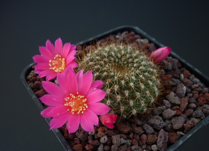 Rebutia violaciflora v. densispina 