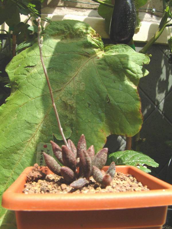 Adromischus marianae f. alveolatus 