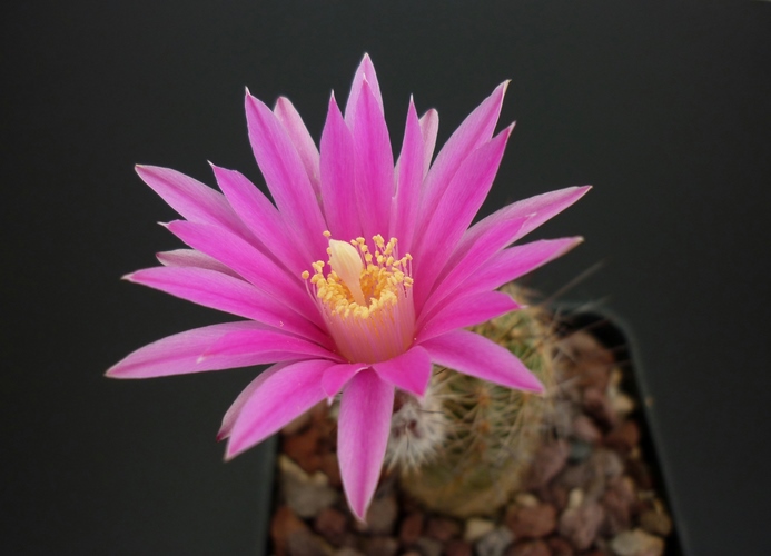 Echinocereus adustus ssp. schwarzii 