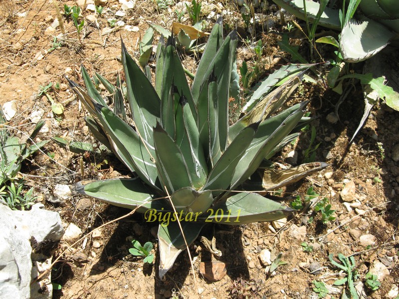 Agave ferdinandi-regis 