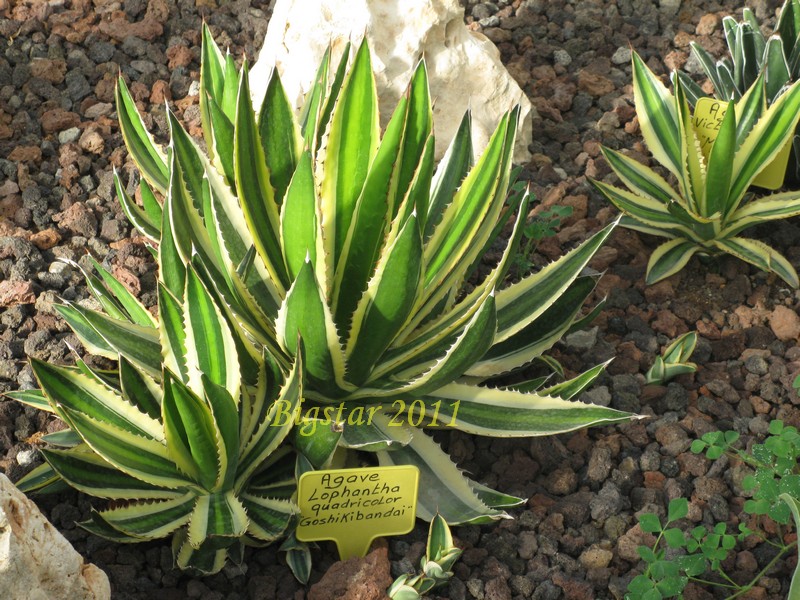 Agave lophantha cv. quadricolor 